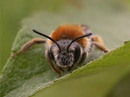 Attēlu rezultāti vaicājumam “Andrena haemorrhoa”