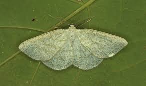 Attēlu rezultāti vaicājumam “Cabera exanthemata female”