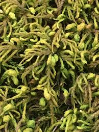 Attēlu rezultāti vaicājumam “Anomodon attenuatus sporophyte”