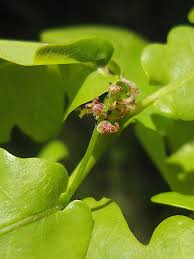 Attēlu rezultāti vaicājumam “Quercus robur female flower”