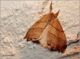 Attēlu rezultāti vaicājumam “Falcaria lacertinaria”