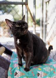 Image result for Black Cat Sac