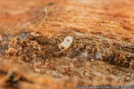 Attēlu rezultāti vaicājumam “Scolytus scolytus, Scolytus multistriatus”