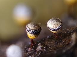 Attēlu rezultāti vaicājumam “Craterium minutum macro”