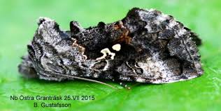 Attēlu rezultāti vaicājumam “Syngrapha interrogationis”