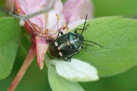 Attēlu rezultāti vaicājumam “Eurydema oleracea”