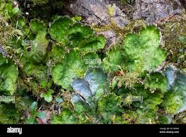 Attēlu rezultāti vaicājumam “Peltigera leucophlebia”