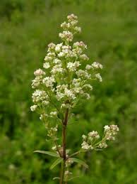 Attēlu rezultāti vaicājumam “Galium boreale leaf”