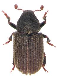 Attēlu rezultāti vaicājumam “Scolytidae”