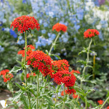 Attēlu rezultāti vaicājumam “Campanula patula flower”