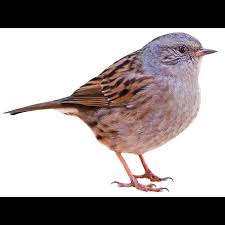 Attēlu rezultāti vaicājumam “Prunella modularis”