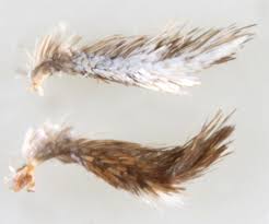 Attēlu rezultāti vaicājumam “Catoptria margaritella”