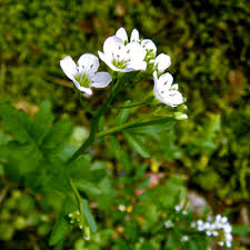 Attēlu rezultāti vaicājumam “Cardamine amara flower”
