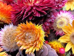 Image result for Strohblume