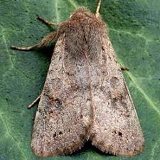 Attēlu rezultāti vaicājumam “Orthosia populeti”