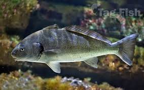 Image result for Umbrina cirrosa