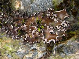 Attēlu rezultāti vaicājumam “Peltigera polydactylon”