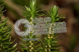 Attēlu rezultāti vaicājumam “Huperzia selago”