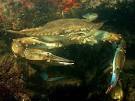 Blue Crabs, Blue Crab Pictures, Blue Crab Facts - National Geographic