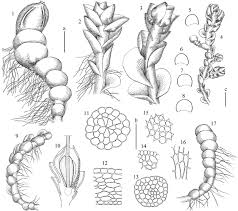 Attēlu rezultāti vaicājumam “Isopaches bicrenatus”