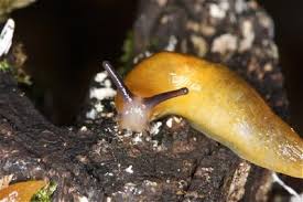 Attēlu rezultāti vaicājumam “Lycogala convexum young”