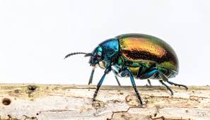 Attēlu rezultāti vaicājumam “Buprestidae”