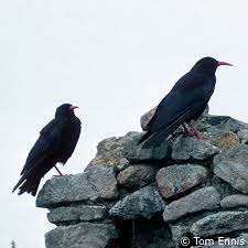 Image result for Pyrrhocorax pyrrhocorax