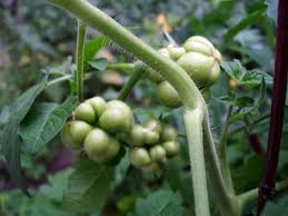 Afbeeldingsresultaat voor voyage tomato