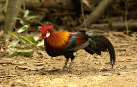 Attēlu rezultāti vaicājumam “Gallus male”