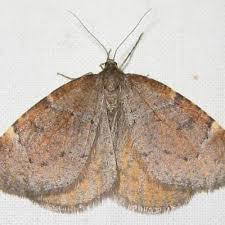 Attēlu rezultāti vaicājumam “Epirranthis diversata”