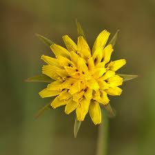 Attēlu rezultāti vaicājumam “Microbotryum tragopogonis - pratensis”