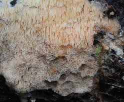 Attēlu rezultāti vaicājumam “Ceriporiopsis aneirina”