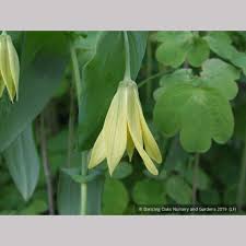 Attēlu rezultāti vaicājumam “Uvularia grandiflora”
