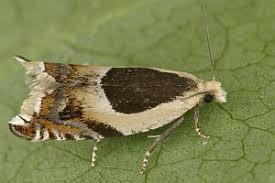 Attēlu rezultāti vaicājumam “Ancylis badiana”