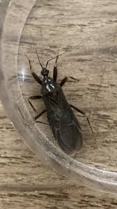 Attēlu rezultāti vaicājumam “Reduvius personatus”