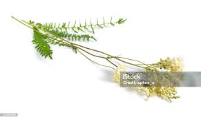 Attēlu rezultāti vaicājumam “Filipendula vulgaris leaf”