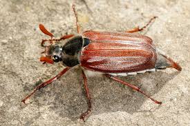 Attēlu rezultāti vaicājumam “Scarabaeidae”