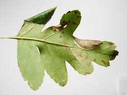 Attēlu rezultāti vaicājumam “Parornix anglicella”