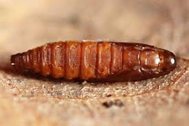 Attēlu rezultāti vaicājumam “Tischeria ekebladella”