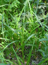 Attēlu rezultāti vaicājumam “Luzula pilosa leaf”