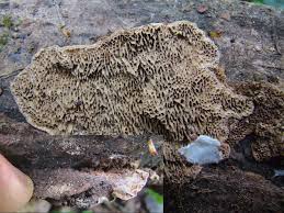 Attēlu rezultāti vaicājumam “Datronia mollis”