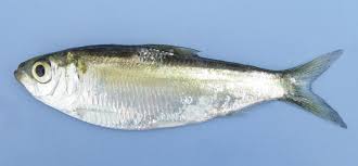 Image result for Alosa pseudoharengus