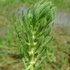 Attēlu rezultāti vaicājumam “Hippuridaceae”