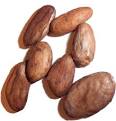 The genuine <b>cacao</b> tree is a
