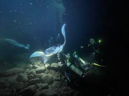 Image result for Manta Divers Sub-Aqua Club