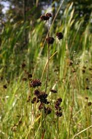 Attēlu rezultāti vaicājumam “Juncus bulbosus leaf”