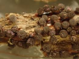 Attēlu rezultāti vaicājumam “Lamproderma violaceum macro”