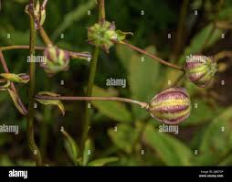 Attēlu rezultāti vaicājumam “Lilium martagon fruit”