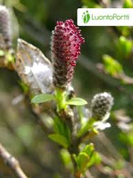 Attēlu rezultāti vaicājumam “Salix myrsinifolia female flower”