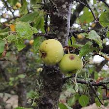 Attēlu rezultāti vaicājumam “Pastinaca sativa subsp. sylvestris fruit”